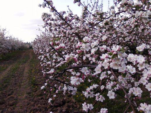 Мир природы (World of Nature) Sodas1_zps613e00ac